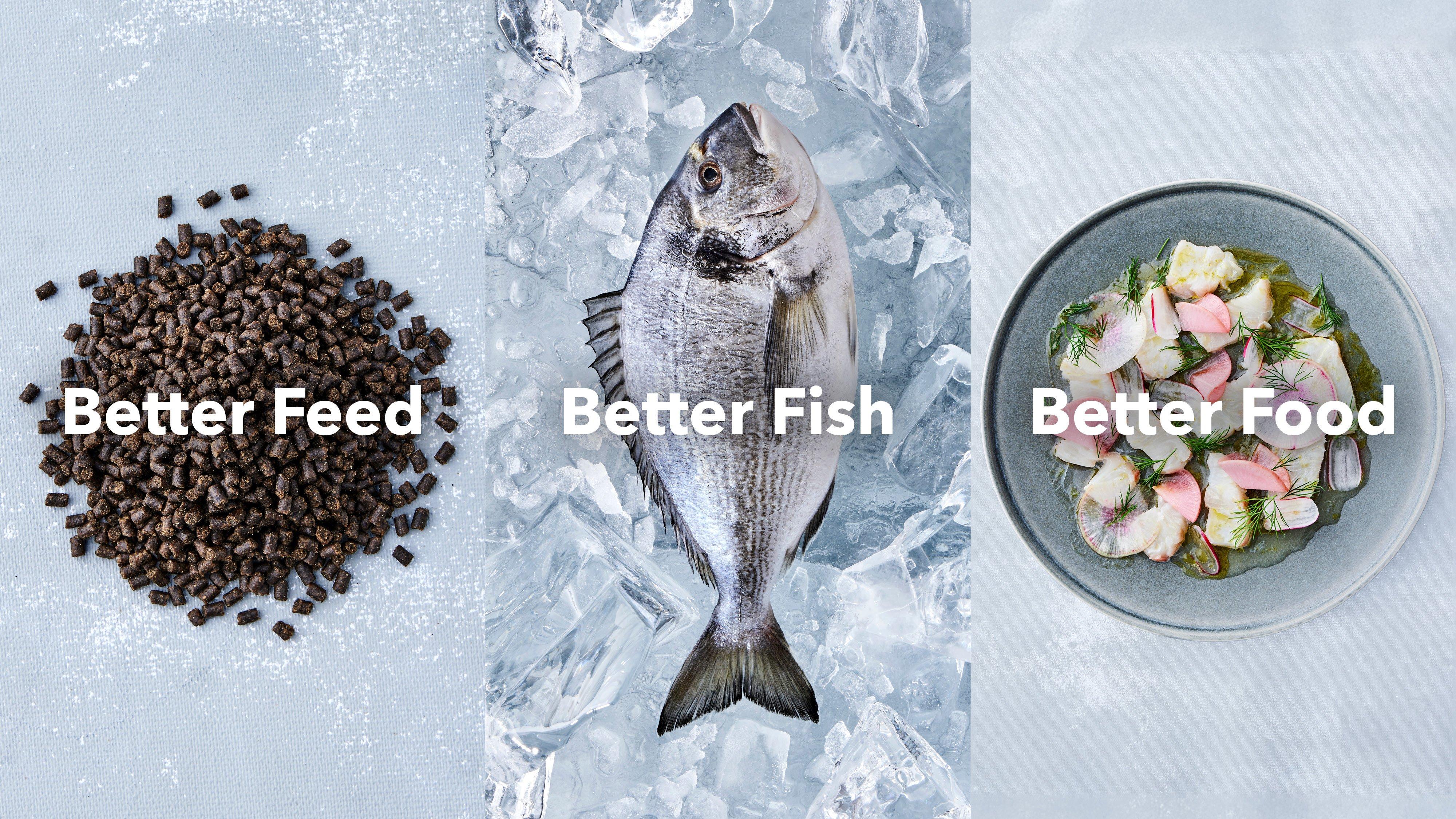 Image-Campaign-BFBFBF-SoMe-Sea-Bream