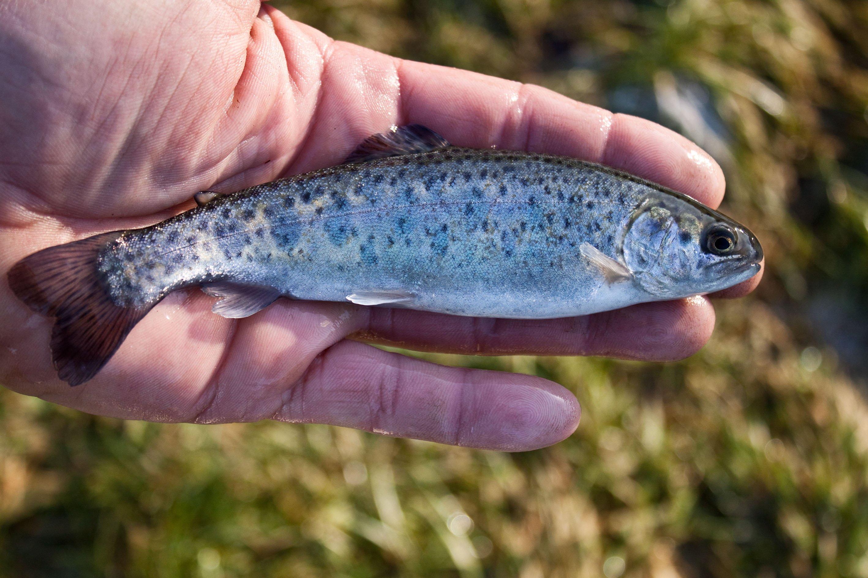 Trout-Rainbow-Smolt-Denmark-Hand-Fish-IMG_9751