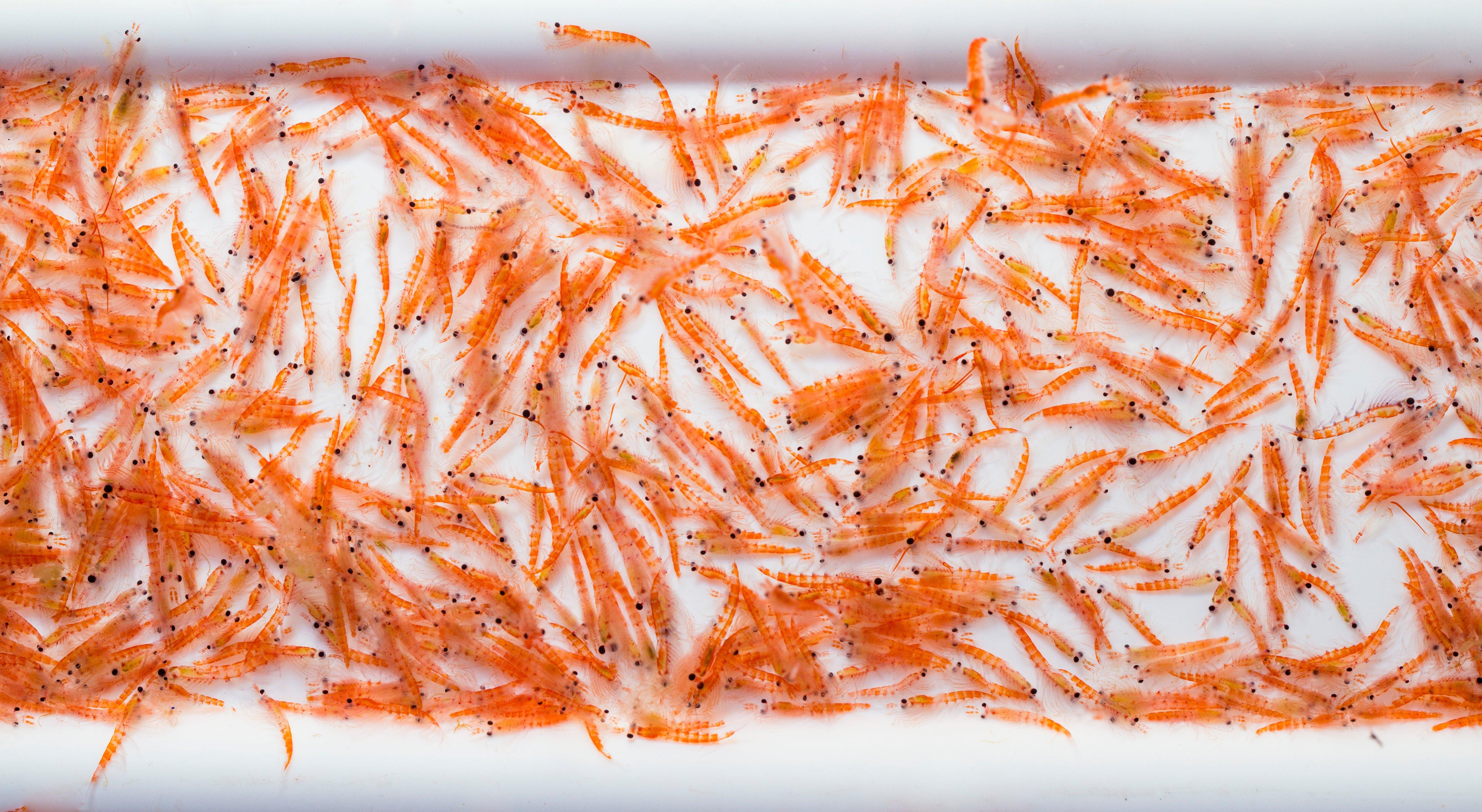 Krill_Antarctic_Raw_Materials_Aquaculture