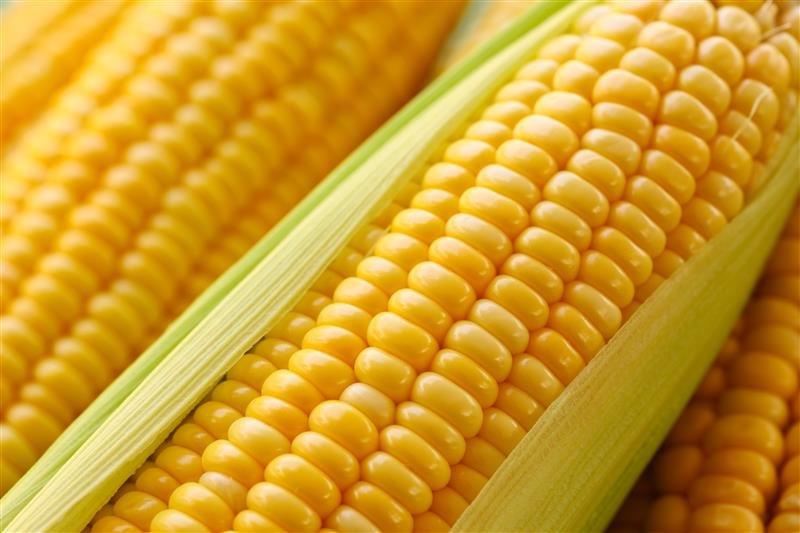 RM-Corn-Cob-Closeup-shutterstock