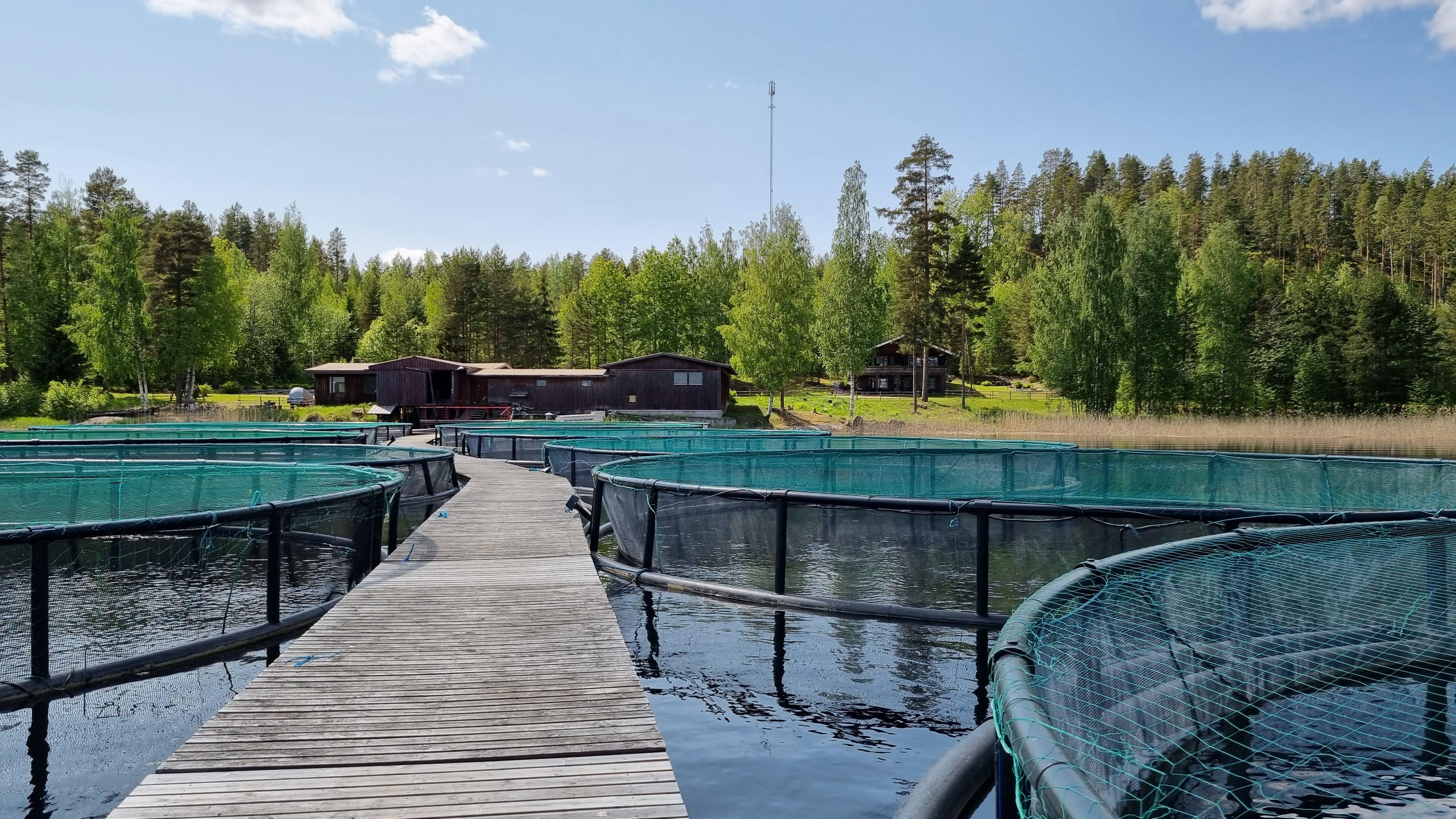 Nordic Trout 20230606_135357