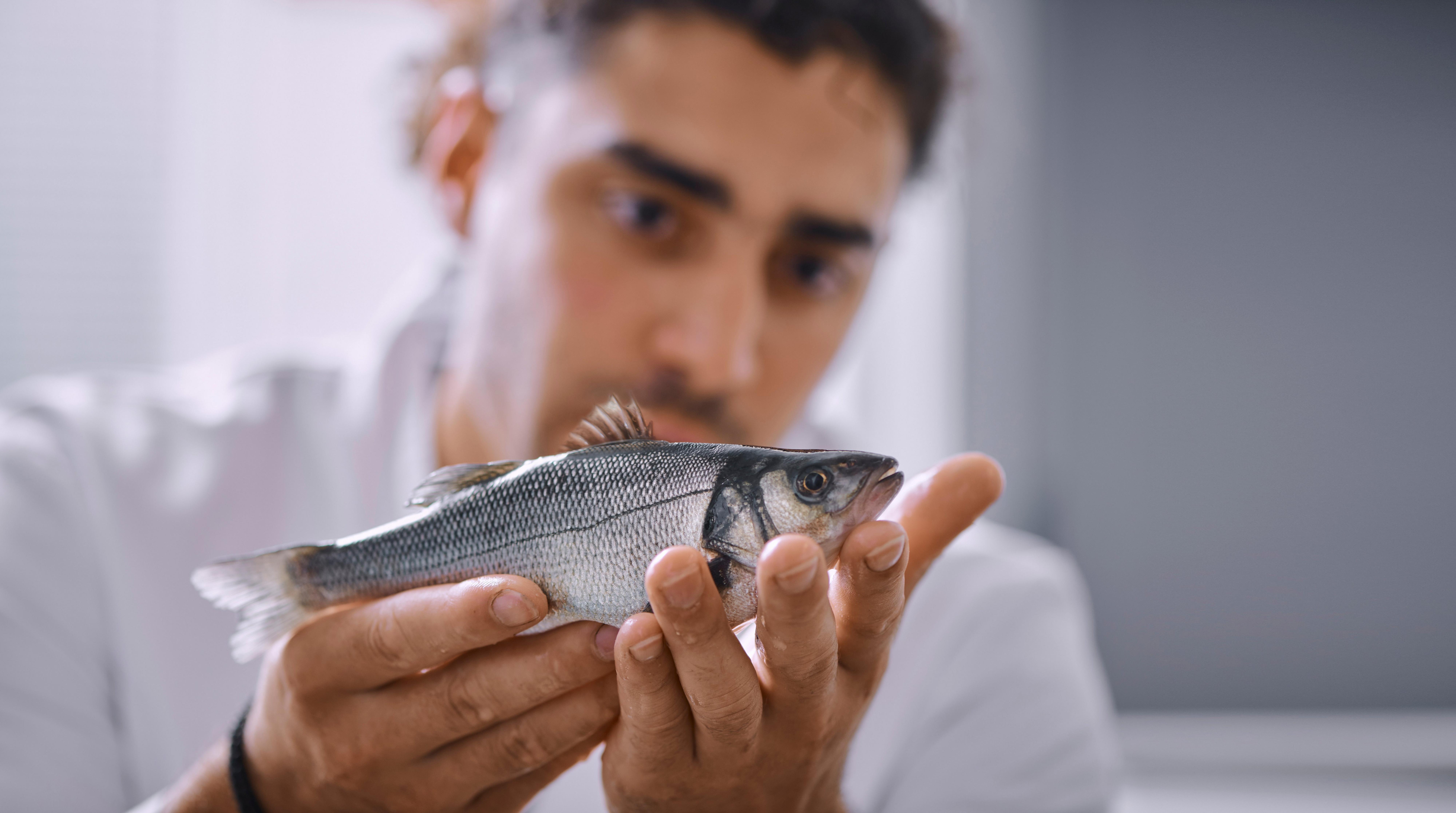 Image-Fish-European Sea Bass-ATC-biomar_20200915_hirtshals_8634 edit (1)