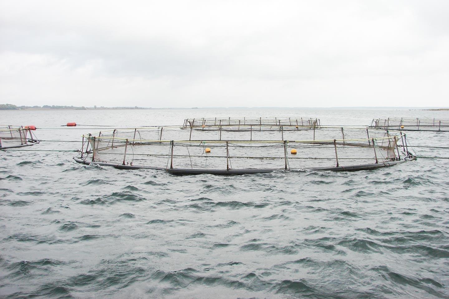 new low p aquafeed for biomar denmark