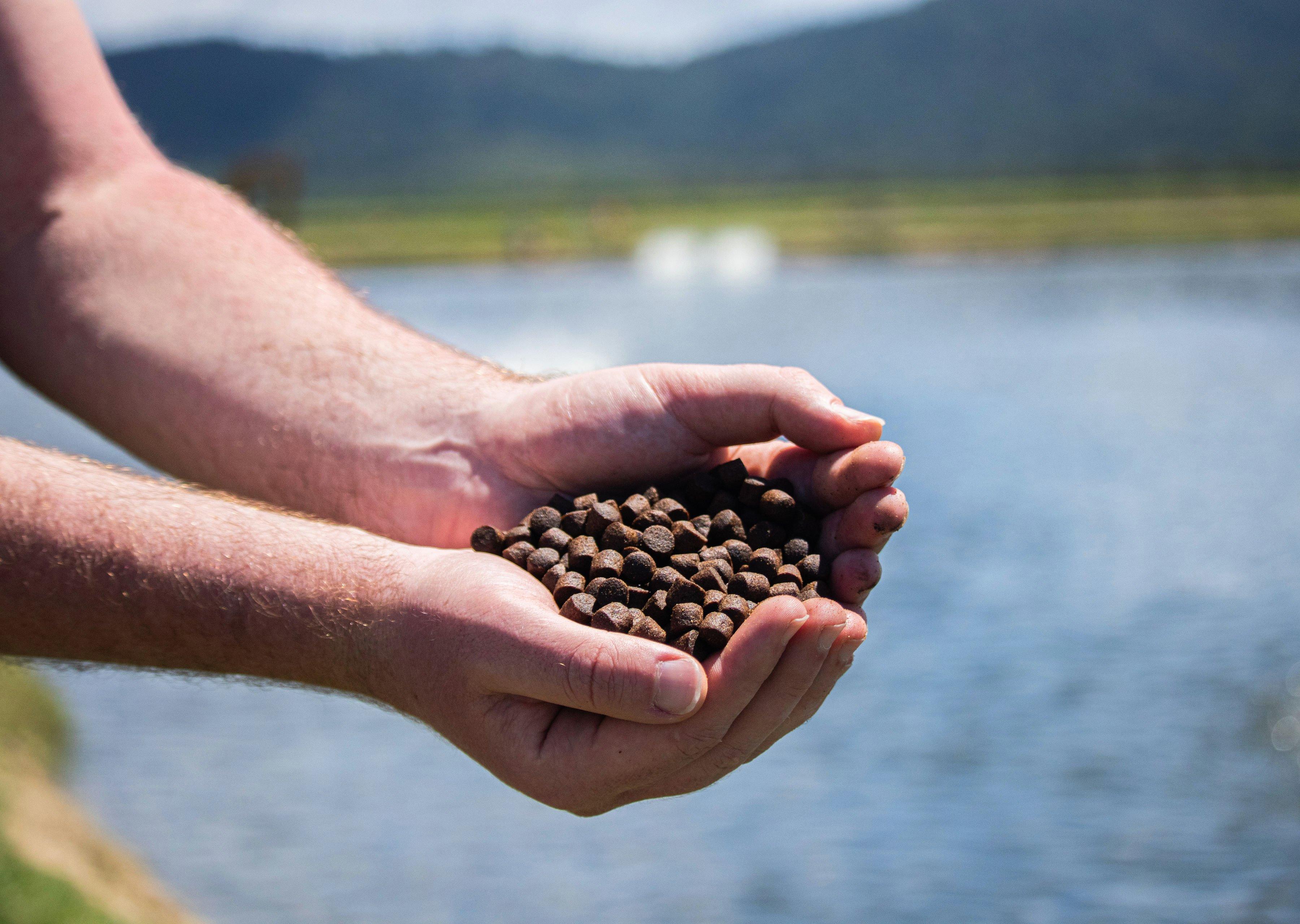 BioMar-fish-pellets-in-hand-near-water