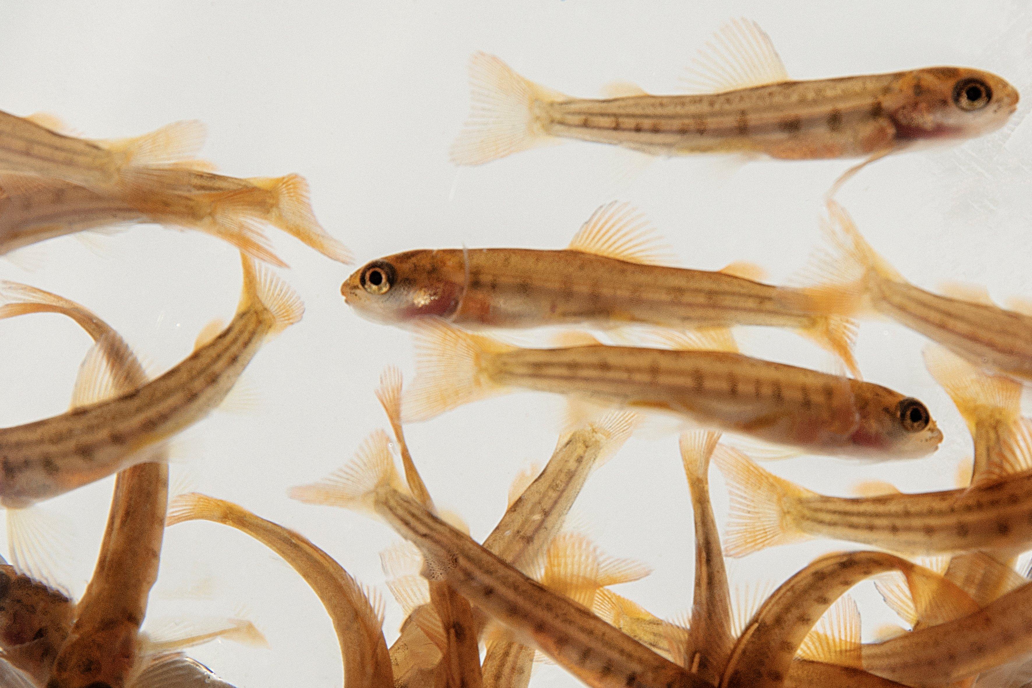 Salmonoid-Fry-Norway-Hatchery-Fish-B5A0907