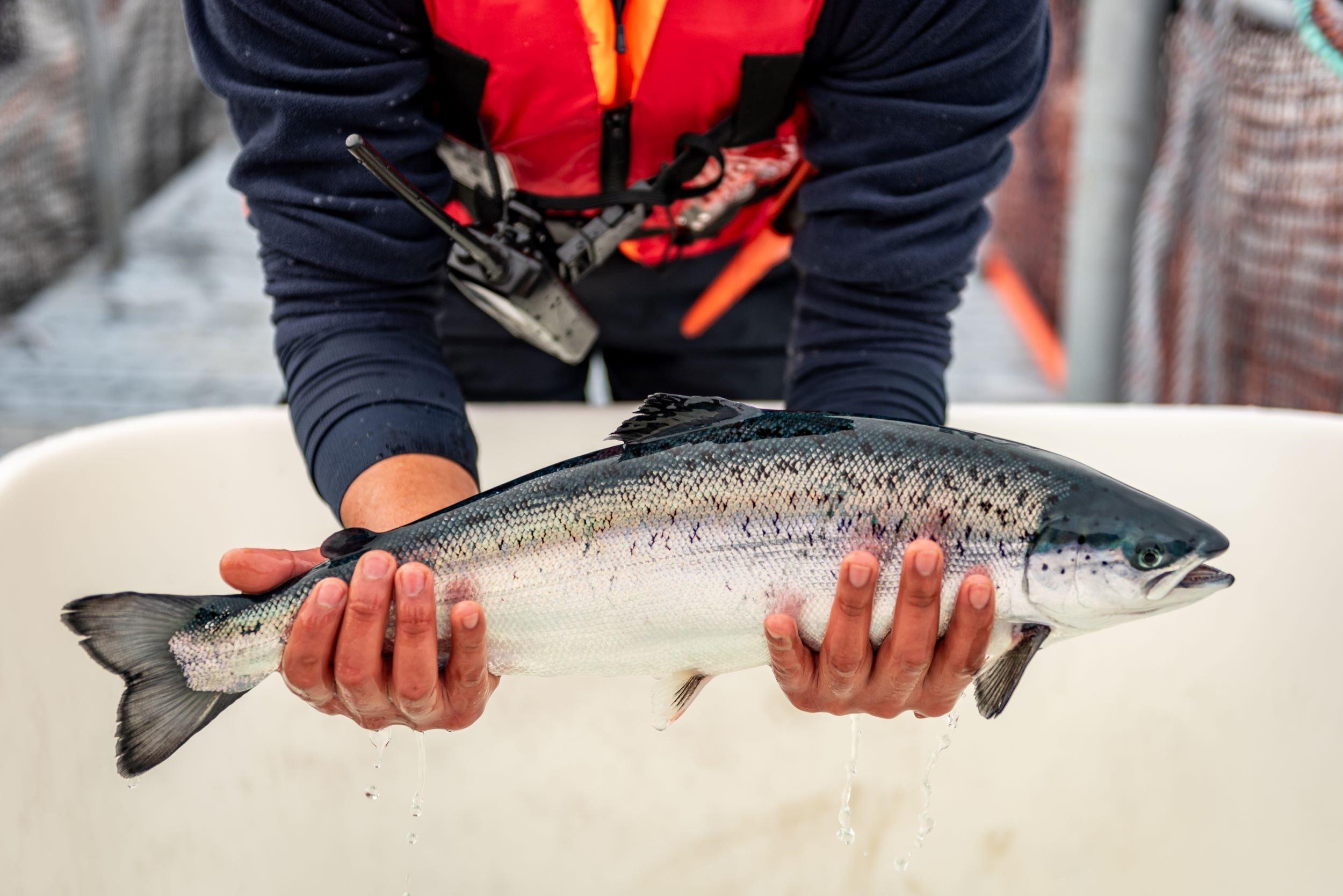 Salmon-sampling-chile