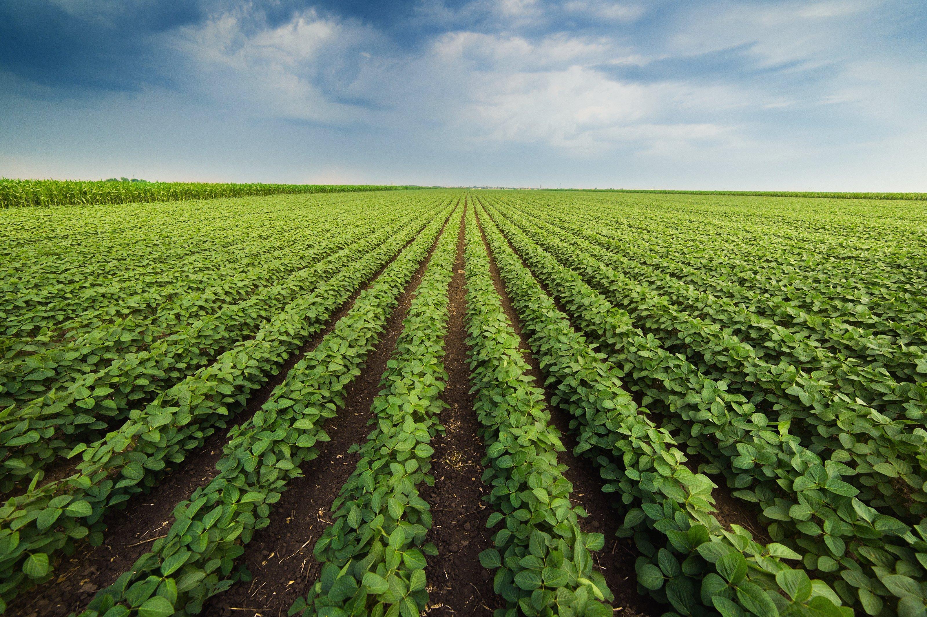 Sourcing-Raw-Materials-Soy-Field